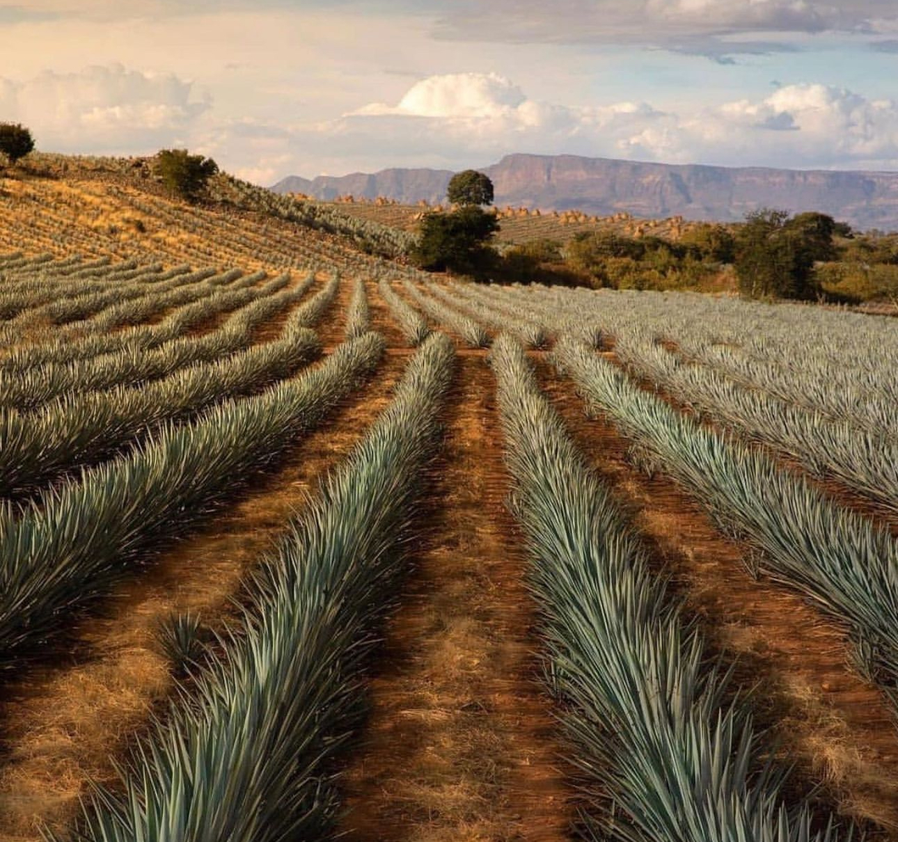 PAISAJE AGAVERO