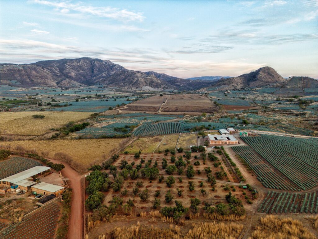 PAISAJE AGAVERO